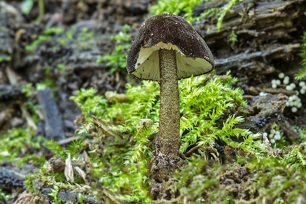 štítovka Pluteus sp.