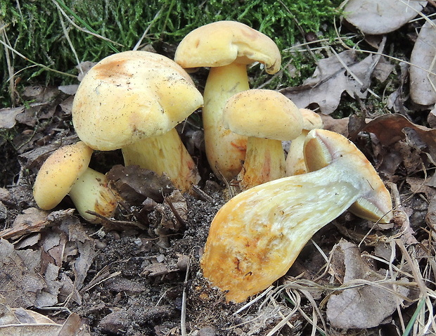 suchohríb marhuľovožltý Rheubarbariboletus armeniacus (Quél.) Vizzini, Simonini & Gelardi