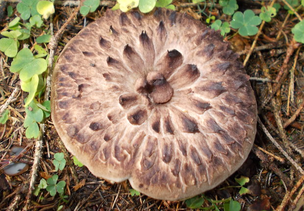 jelenkovec škridlicovitý Sarcodon imbricatus (L.) P. Karst.