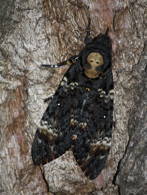 lišaj smrtkový  Acherontia atropos