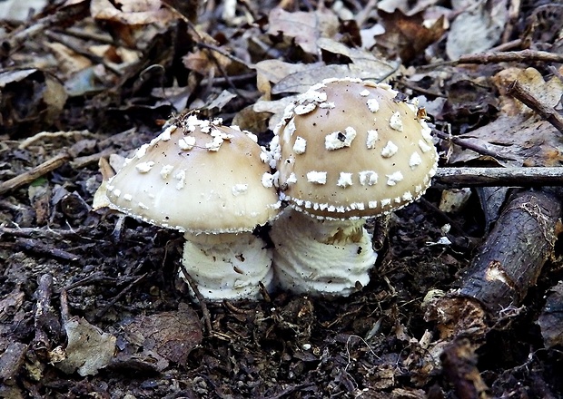 muchotrávka hrubá Amanita excelsa (Fr.) Bertill.