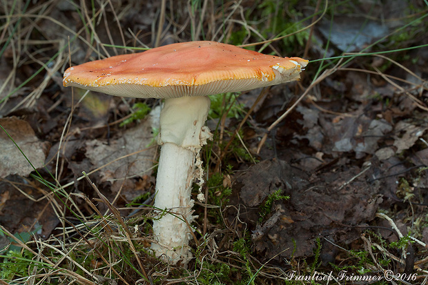 muchotrávka červená holá Amanita muscaria var. aureola (Kalchbr.) Quél.