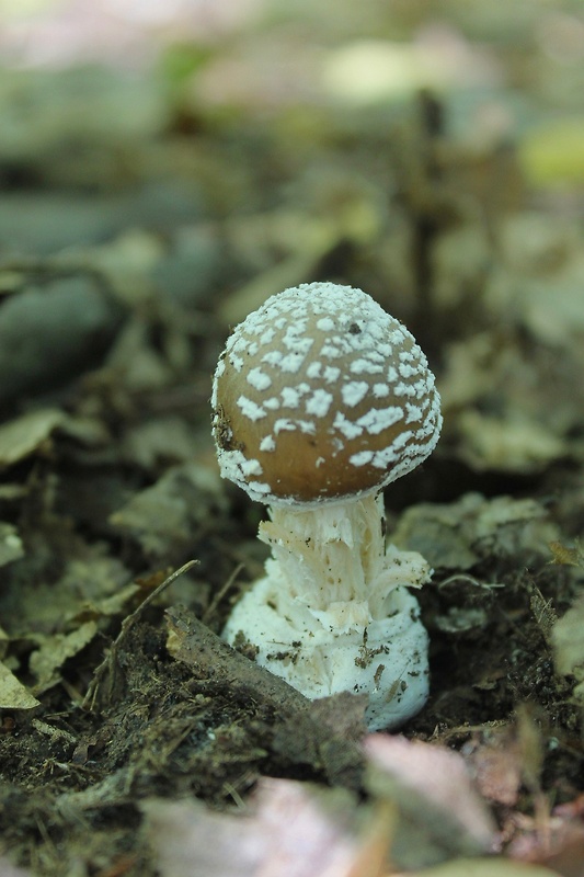 muchotrávka tigrovaná Amanita pantherina (DC.) Krombh.