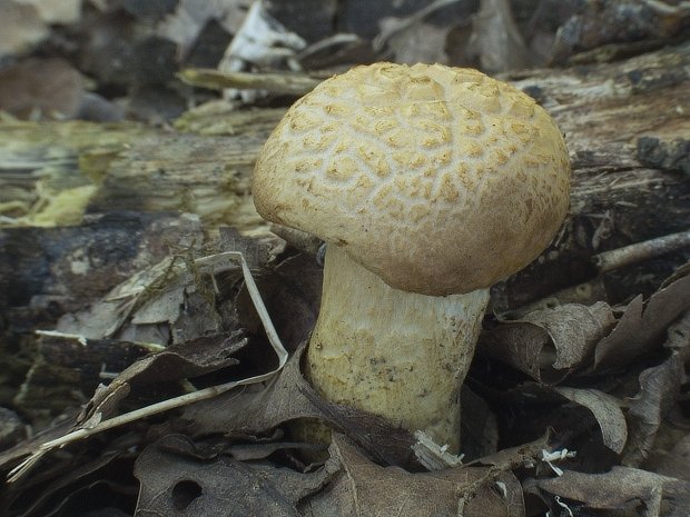 suchohríb moravský Aureoboletus moravicus (Vaček) Klofac