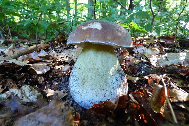 hríb smrekový Boletus edulis Bull.