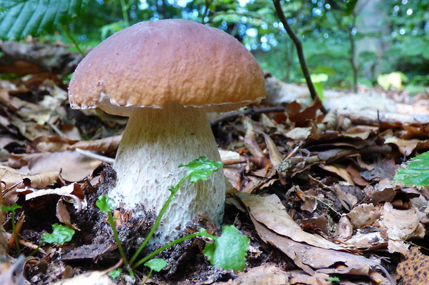 hríb smrekový Boletus edulis Bull.