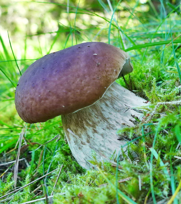 hríb smrekový Boletus edulis Bull.