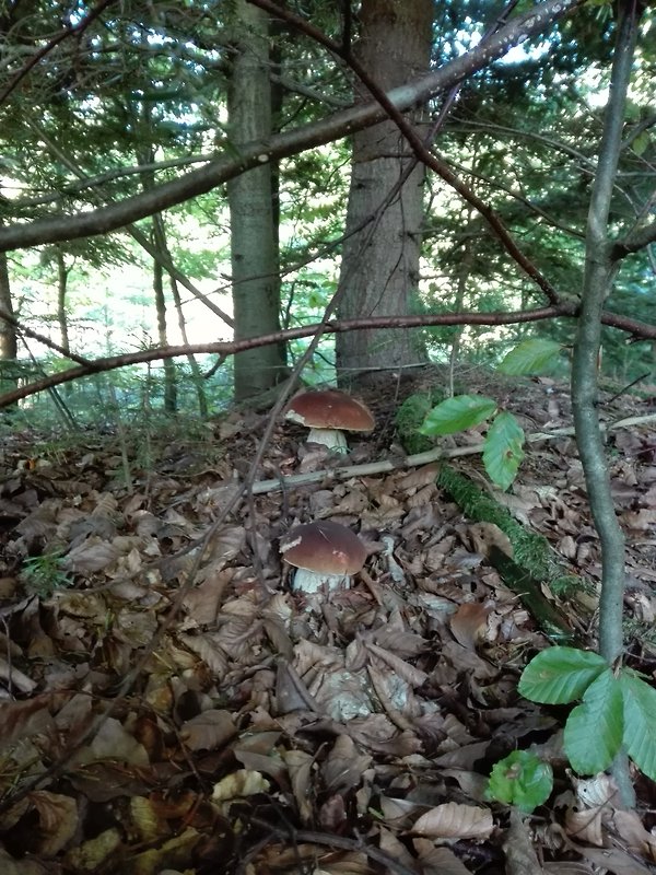 hríb smrekový Boletus edulis Bull.