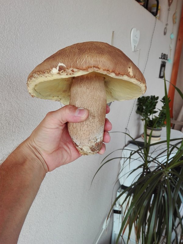 hríb dubový Boletus reticulatus Schaeff.