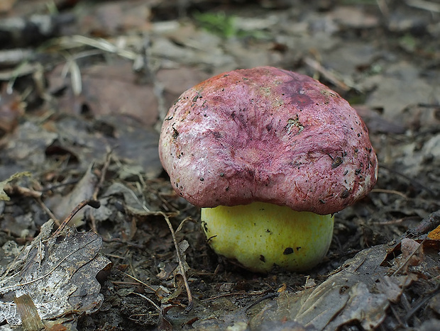 hríb kráľovský Butyriboletus regius (Krombh.) D. Arora & J.L. Frank