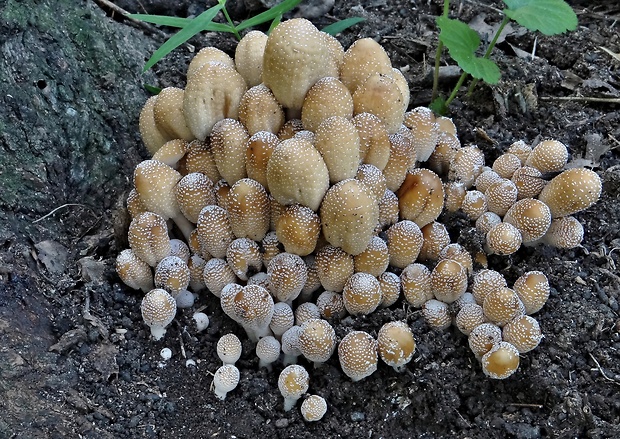 hnojník ligotavý Coprinellus micaceus (Bull.) Vilgalys, Hopple & Jacq. Johnson