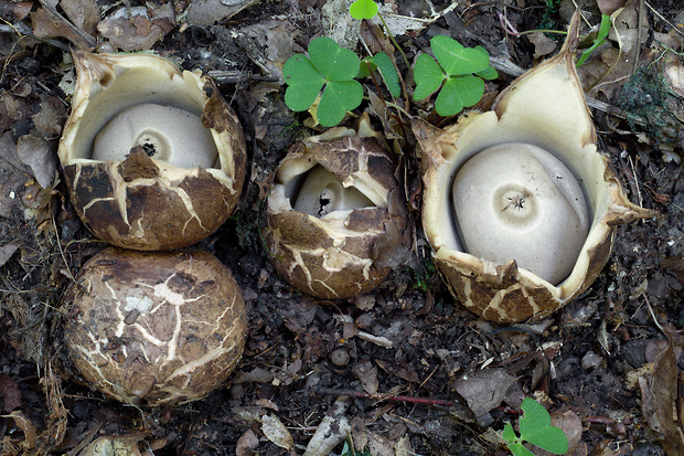 hviezdovka trojitá Geastrum triplex Jungh.