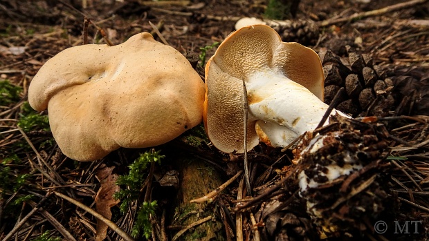 jelenka poprehýbaná Hydnum repandum L.