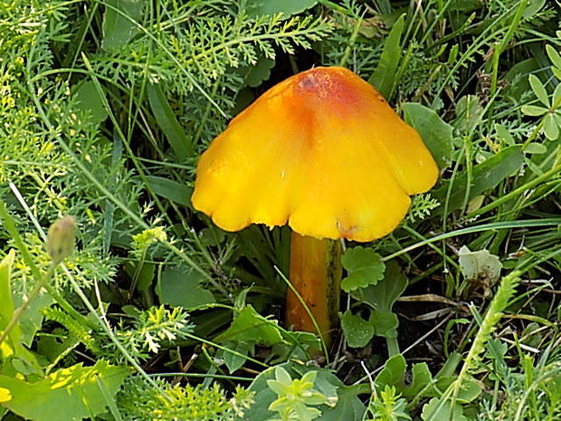 lúčnica kužeľovitá Hygrocybe conica (Schaeff.) P. Kumm.