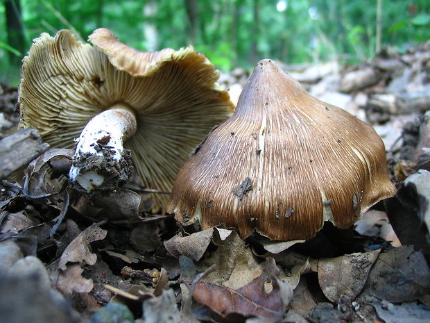 vláknica Inocybe sp.