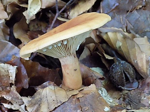 rýdzik Lactarius sp.