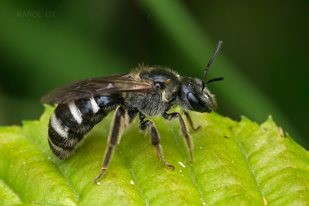 včielka Lasioglossum leucozonium (cf.)