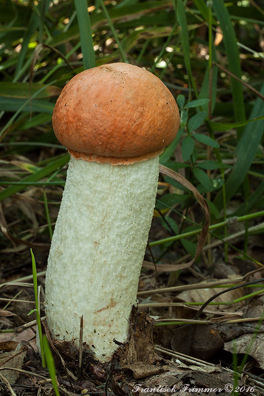 kozák osikový Leccinum albostipitatum den Bakker & Noordel.