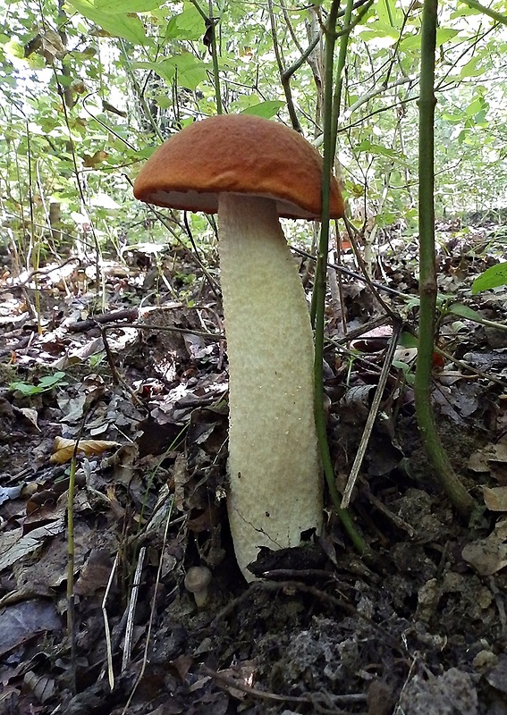 kozák osikový Leccinum albostipitatum den Bakker & Noordel.