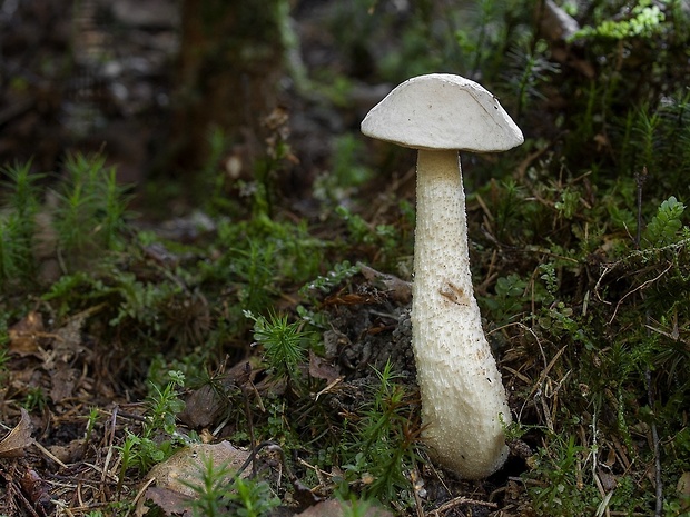 kozák biely Leccinum holopus (Rostk.) Watling