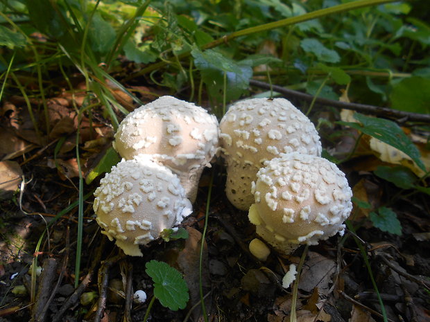 prášnica závojová Lycoperdon mammiforme Pers.