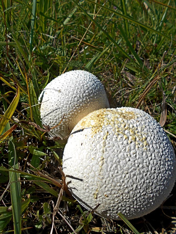 rozpadavec dlabaný Lycoperdon utriforme Bull.