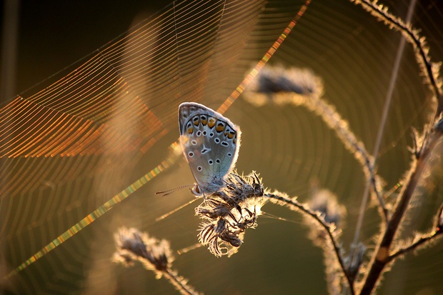 modráčik obyčajný Polyommatus icarus