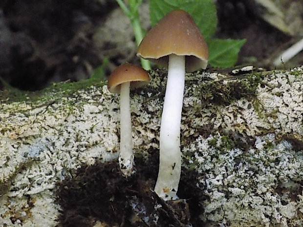 drobuľka Psathyrella sp.