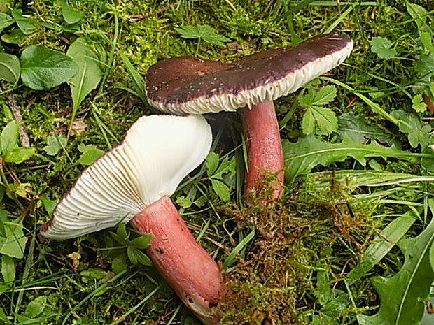 plávka Russula sp.