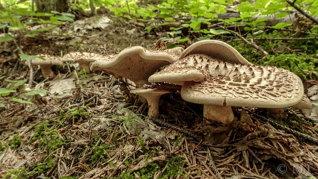 jelenkovec škridlicovitý Sarcodon imbricatus (L.) P. Karst.