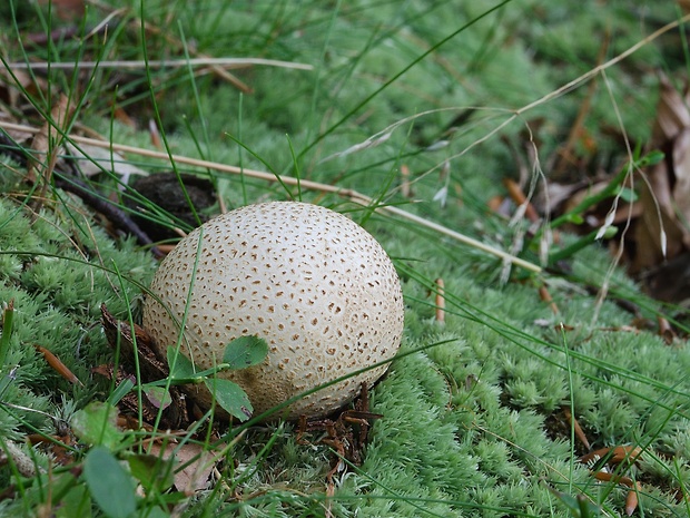 pestrec obyčajný Scleroderma citrinum Pers.