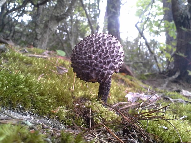 šiškovec šupinatý Strobilomyces strobilaceus (Scop.) Berk.