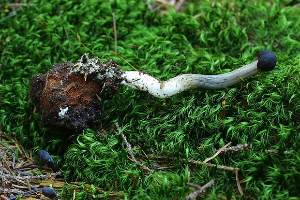 žezlovka Rouxova Tolypocladium rouxii (Cand.) C.A. Quandt, Kepler & Spatafora