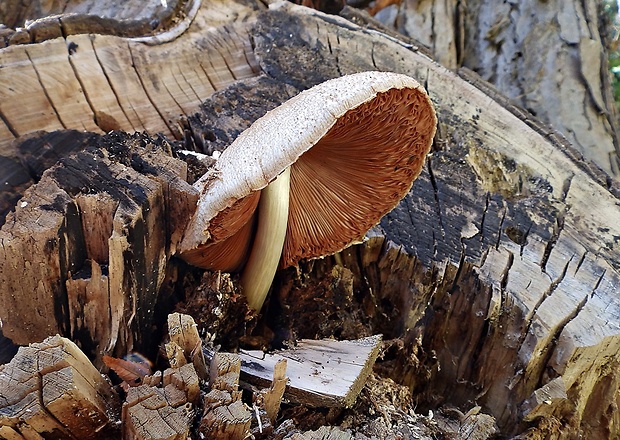 pošvovec stromový Volvariella bombycina (Schaeff.) Singer