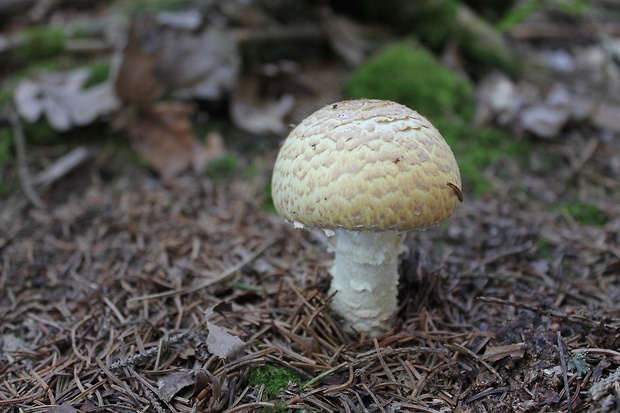 pečiarka obrovská Agaricus augustus Fr.