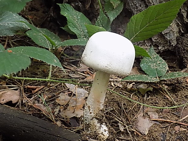 pečiarka Agaricus sp.