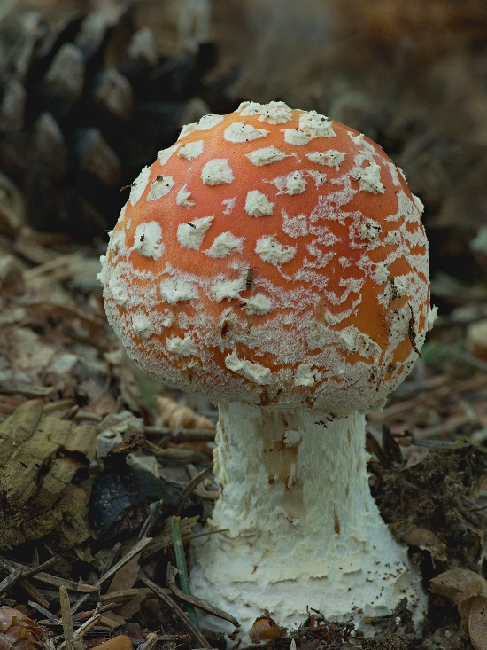 muchotrávka červená Amanita muscaria (L.) Lam.