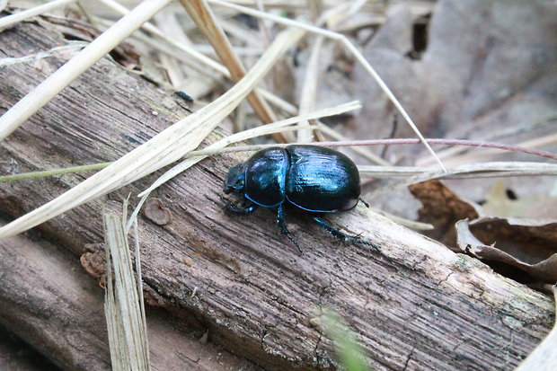 lajniak hôrny Anoplotrupes stercorosus