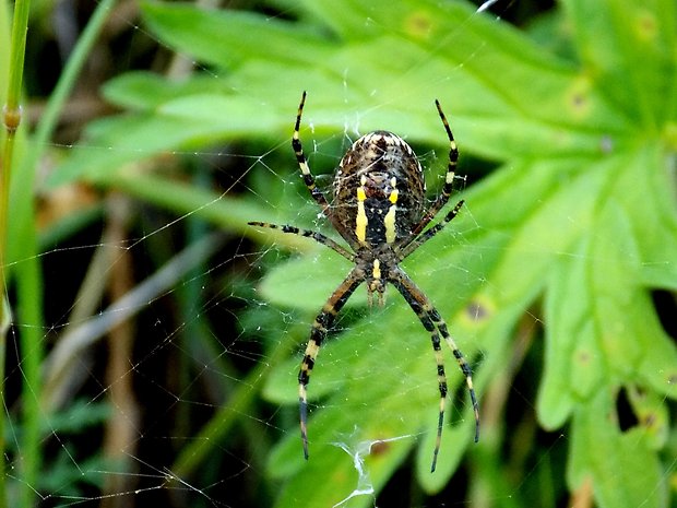 križiak Argiope bruennichi