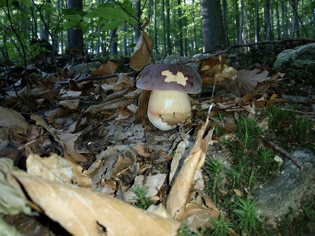 hríb sosnový Boletus pinophilus Pil. et Dermek in Pil.