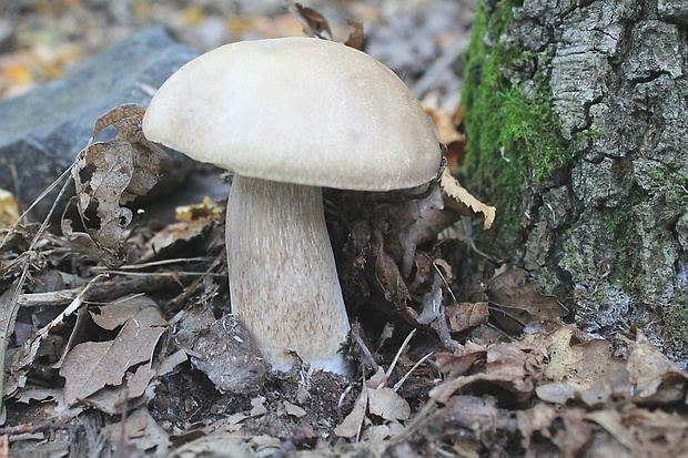 hríb dubový Boletus reticulatus Schaeff.