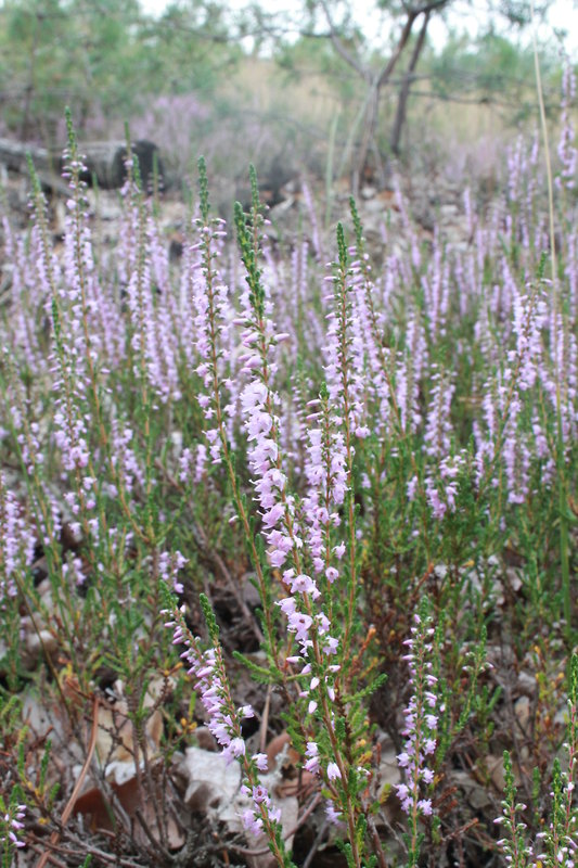 vres obyčajný Calluna vulgaris (L.) Hull