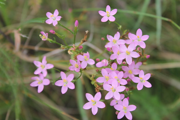 zemežlč menšia Centaurium erythraea Rafn