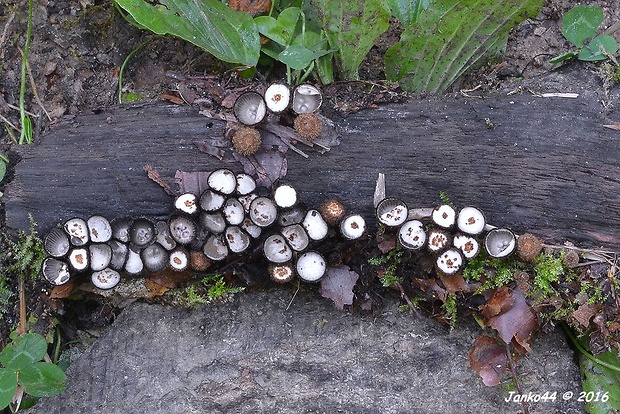 čiaškovec pásikavý Cyathus striatus (Huds.) Willd.