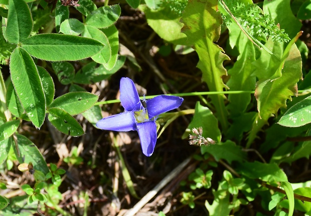 pahorec brvitý Gentianopsis ciliata (L.) Ma