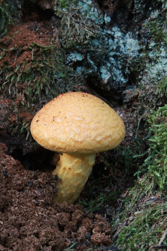 šupinovec nádherný Gymnopilus junonius (Fr.) P.D. Orton