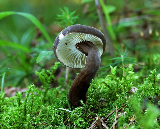 rýdzik čiernozamatový Lactarius lignyotus Fr.