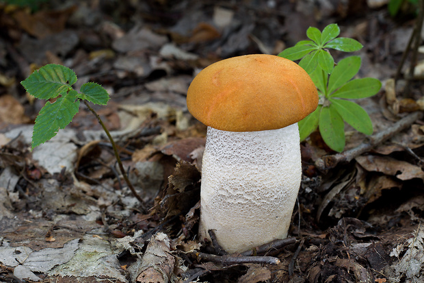 kozák osikový Leccinum albostipitatum den Bakker & Noordel.