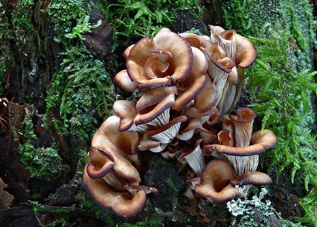 húževnatček ulitovitý Lentinellus cochleatus (Pers.) P. Karst.