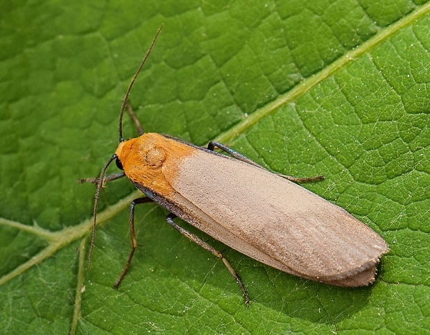 lišajníkovec štvorbodý Lithosia quadra